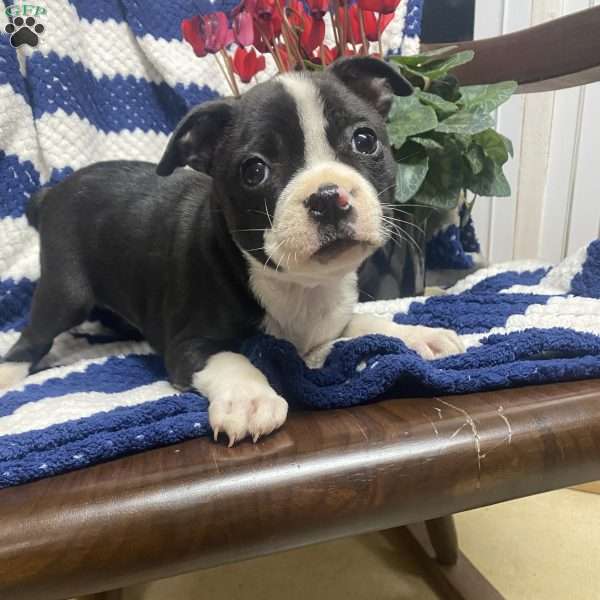 Beauty, Boston Terrier Puppy