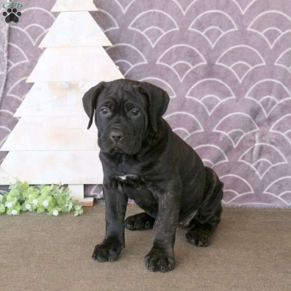 Fable, Cane Corso Puppy