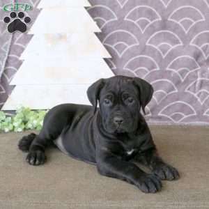 Fable, Cane Corso Puppy