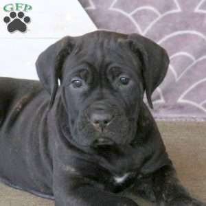 Fable, Cane Corso Puppy