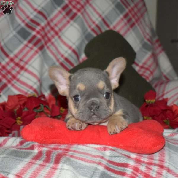 Faith, French Bulldog Puppy