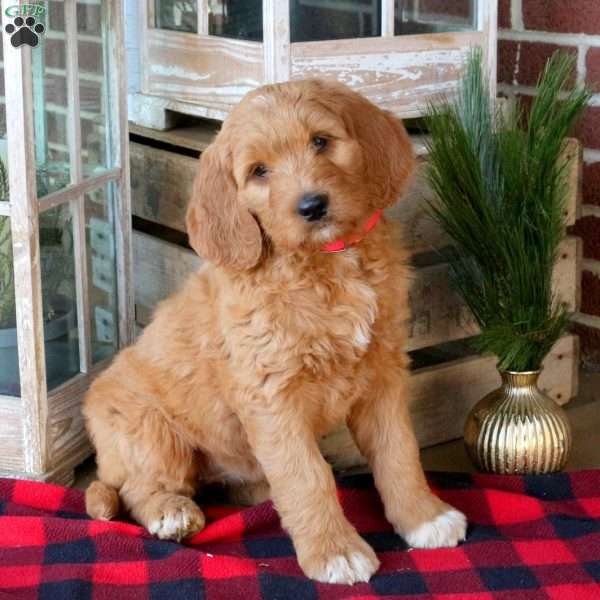 Faith, Goldendoodle Puppy