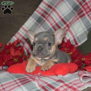 Faith, French Bulldog Puppy