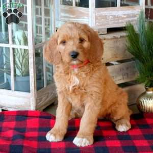 Faith, Goldendoodle Puppy