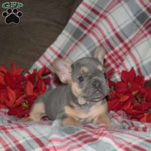 Faith, French Bulldog Puppy