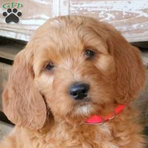 Faith, Goldendoodle Puppy