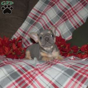 Faith, French Bulldog Puppy