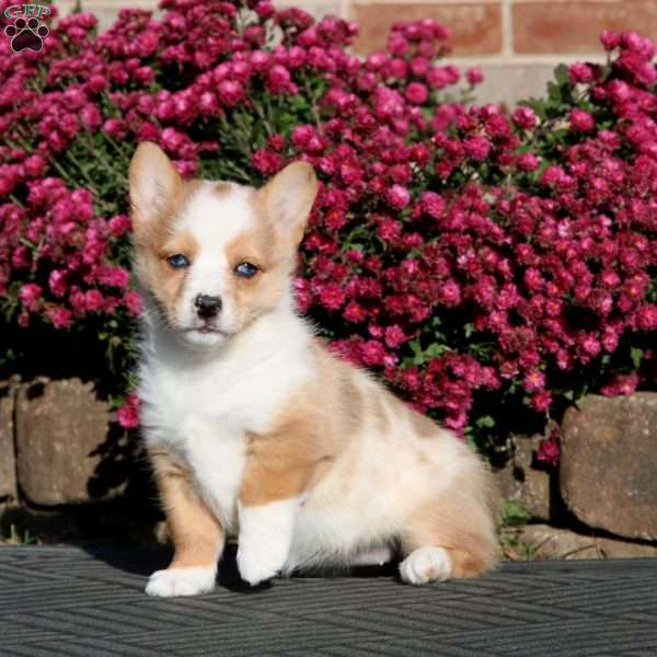 Faith, Pembroke Welsh Corgi Puppy