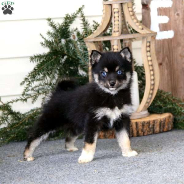 Faith, Pomsky Puppy