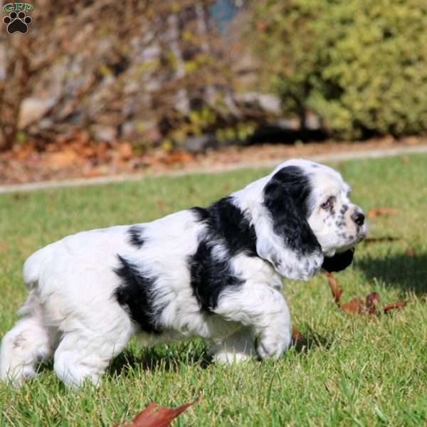 Faith, Cocker Spaniel Puppy