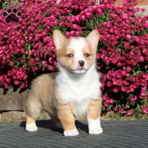 Faith, Pembroke Welsh Corgi Puppy