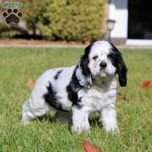 Faith, Cocker Spaniel Puppy