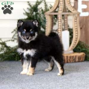 Faith, Pomsky Puppy