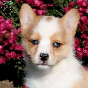 Faith, Pembroke Welsh Corgi Puppy