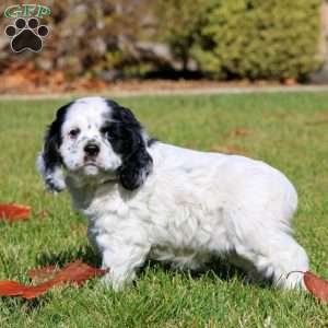 Faith, Cocker Spaniel Puppy