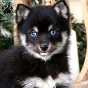 Faith, Pomsky Puppy