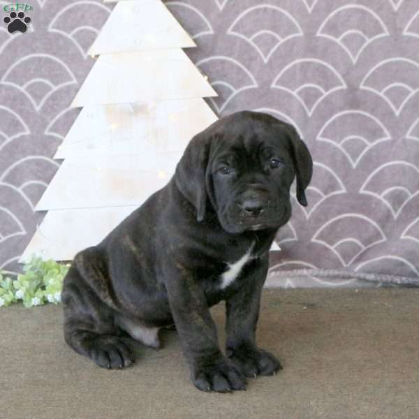 Falcon, Cane Corso Puppy