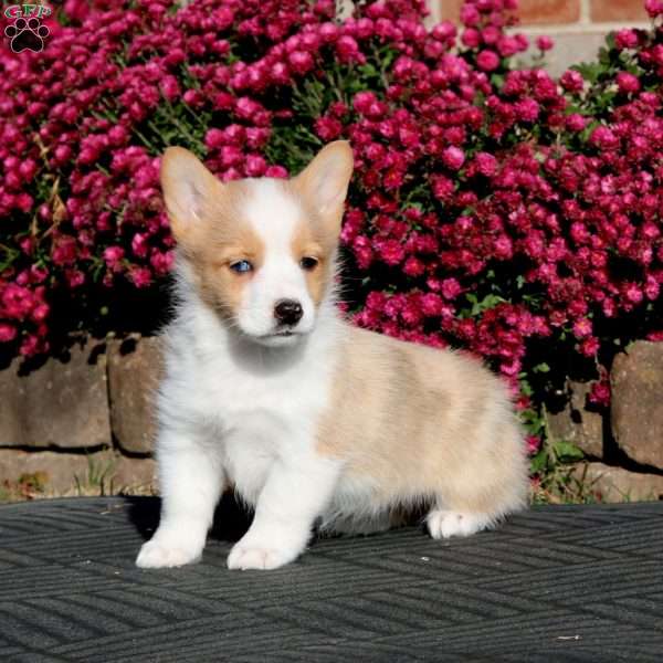 Fancy, Pembroke Welsh Corgi Puppy