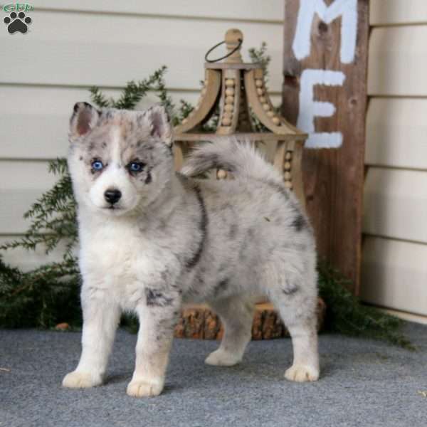 Fancy, Pomsky Puppy