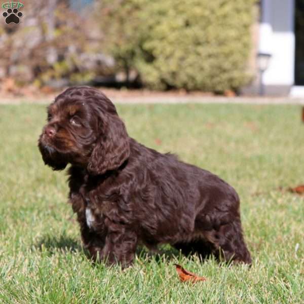 Fancy, Cocker Spaniel Puppy