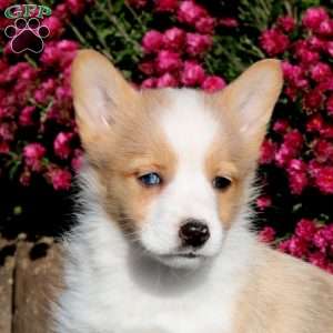 Fancy, Pembroke Welsh Corgi Puppy