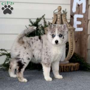 Fancy, Pomsky Puppy