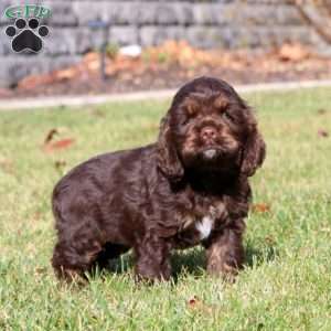 Fancy, Cocker Spaniel Puppy