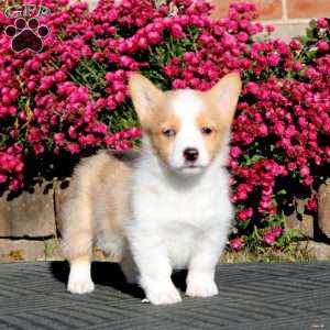 Fancy, Pembroke Welsh Corgi Puppy