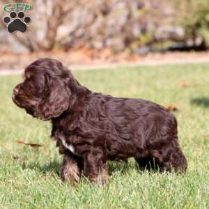 Fancy, Cocker Spaniel Puppy