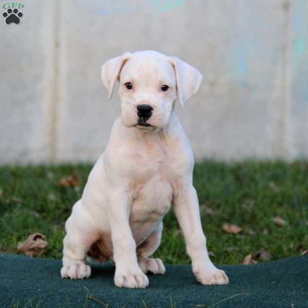 Fargo, Boxer Puppy