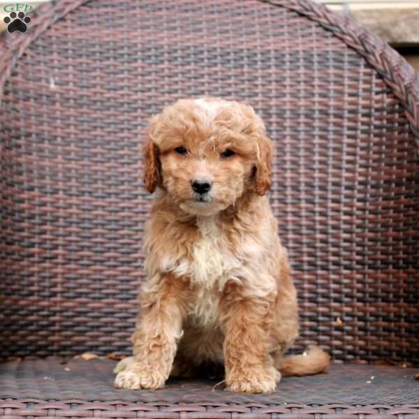 Faye, Mini Goldendoodle Puppy