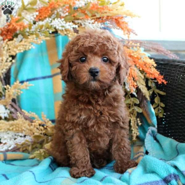 Faye, Toy Poodle Puppy