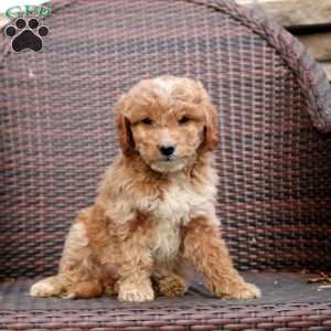 Faye, Mini Goldendoodle Puppy