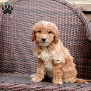 Faye, Mini Goldendoodle Puppy