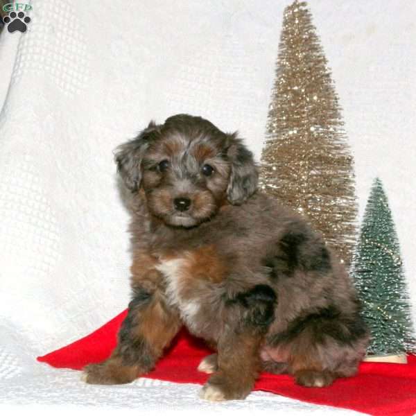 Feather, Mini Aussiedoodle Puppy