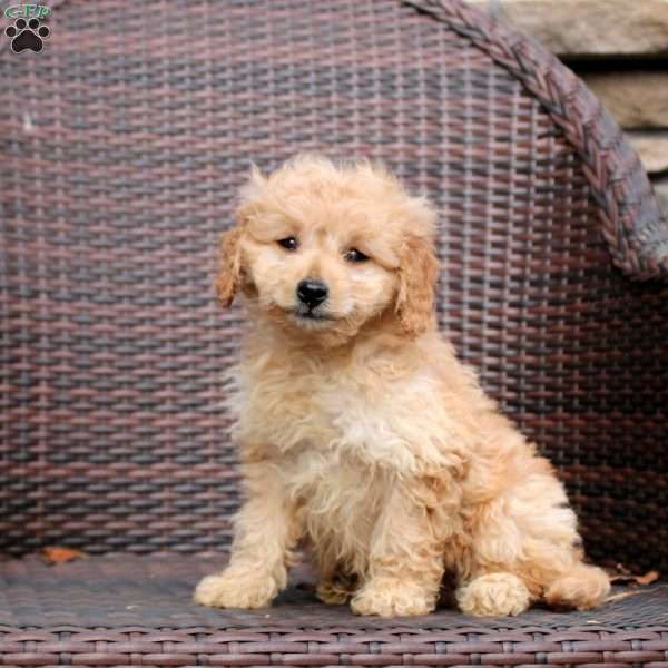 Felicity, Mini Goldendoodle Puppy