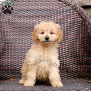 Felicity, Mini Goldendoodle Puppy