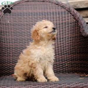 Felicity, Mini Goldendoodle Puppy