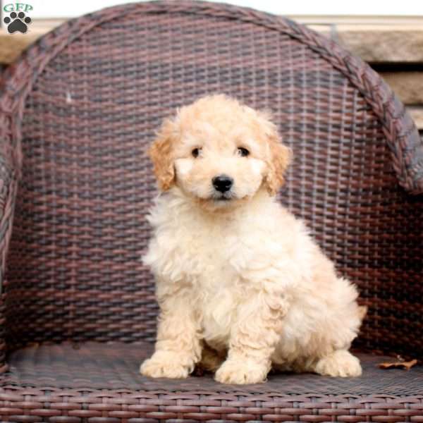 Felix, Mini Goldendoodle Puppy