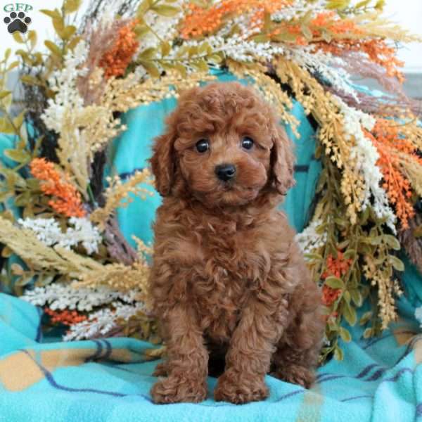 Felix, Toy Poodle Puppy