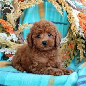 Felix, Toy Poodle Puppy