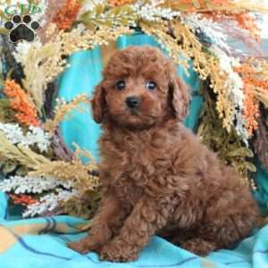 Felix, Toy Poodle Puppy