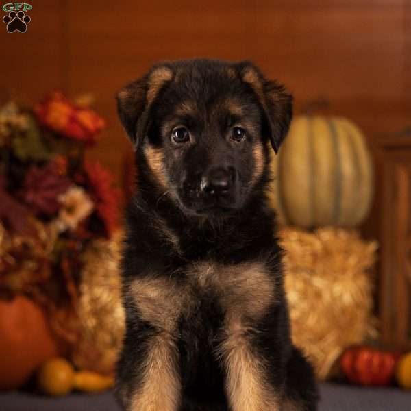 Bella, German Shepherd Puppy