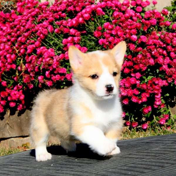 Fergie, Pembroke Welsh Corgi Puppy