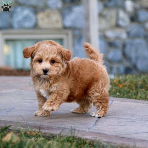 Fergie, Maltipoo Puppy