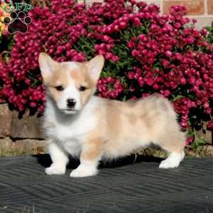 Fergie, Pembroke Welsh Corgi Puppy