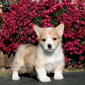 Fergie, Pembroke Welsh Corgi Puppy