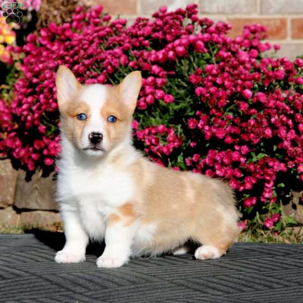 Fern, Pembroke Welsh Corgi Puppy