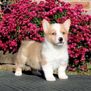 Fern, Pembroke Welsh Corgi Puppy