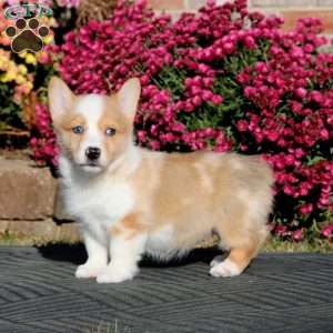 Fern, Pembroke Welsh Corgi Puppy